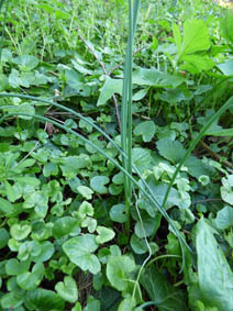 Allium vineale